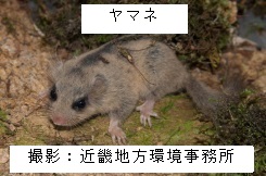 ヤマネ