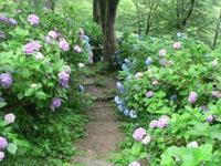 吉野山のアジサイ