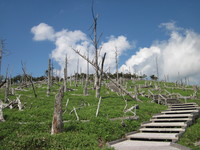 東大台地区の正木峠