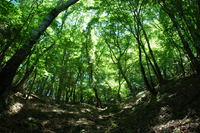 稲村ケ岳の山腹