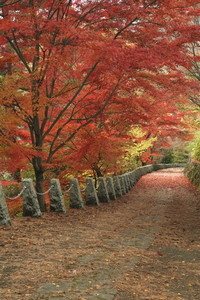 高城山の紅葉（吉野町）（11月撮影）