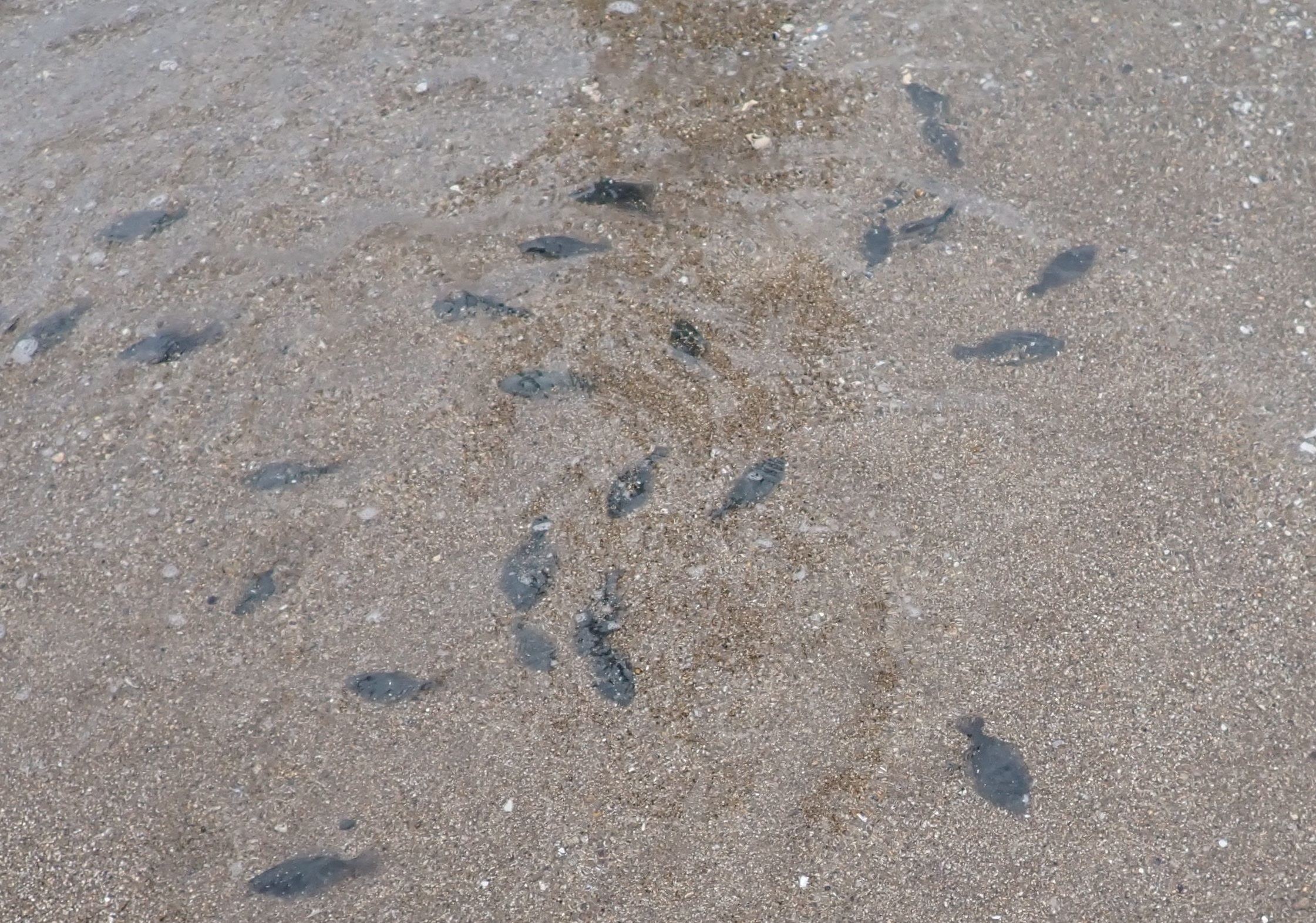 14_horyu-hirame(220526)