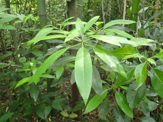 ヒメユズリハの葉