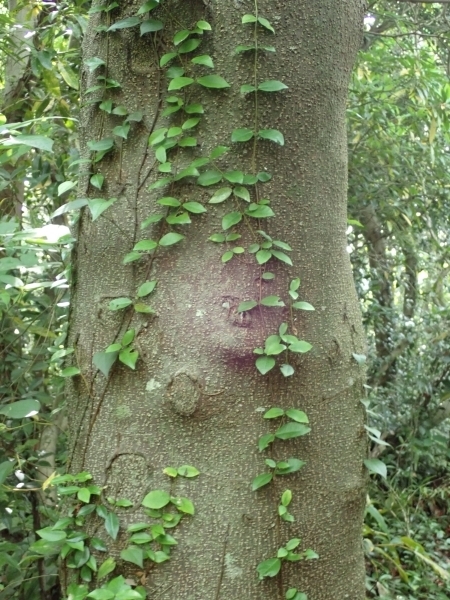 ハマセンダンの幹