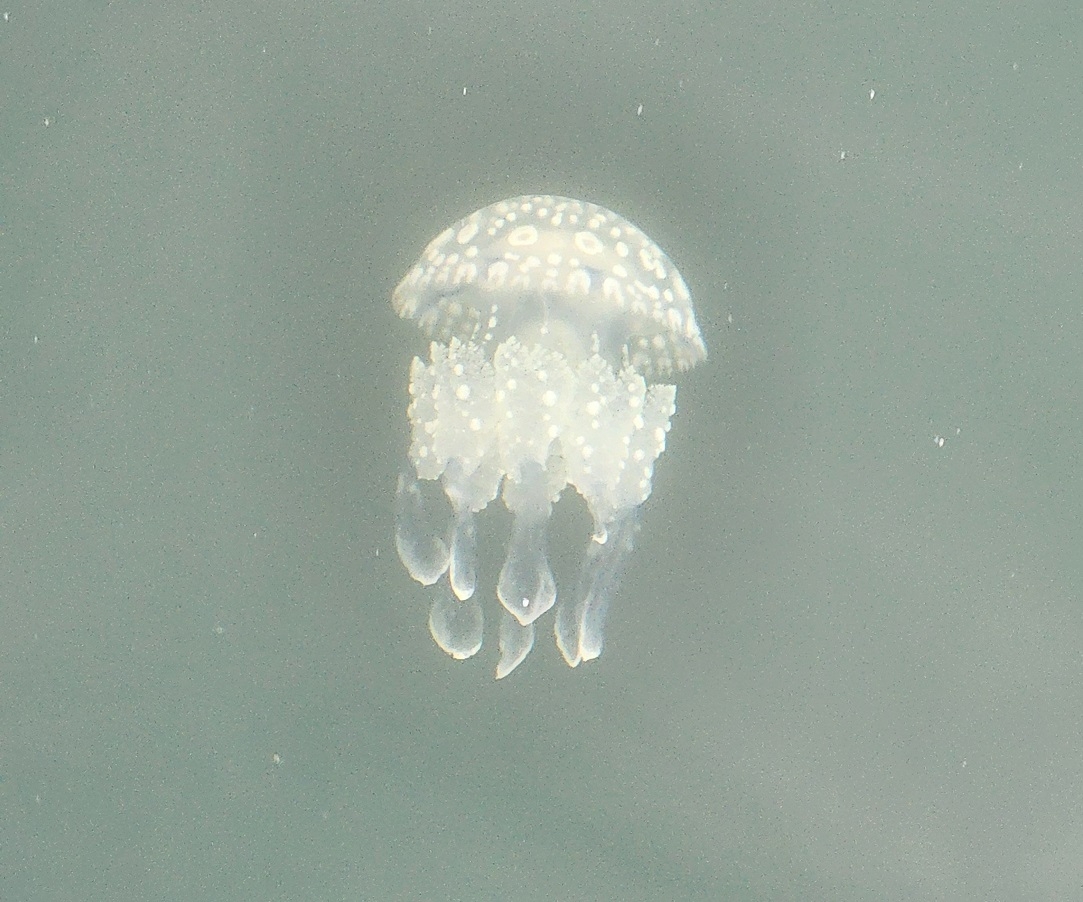 初めて見るタコクラゲ