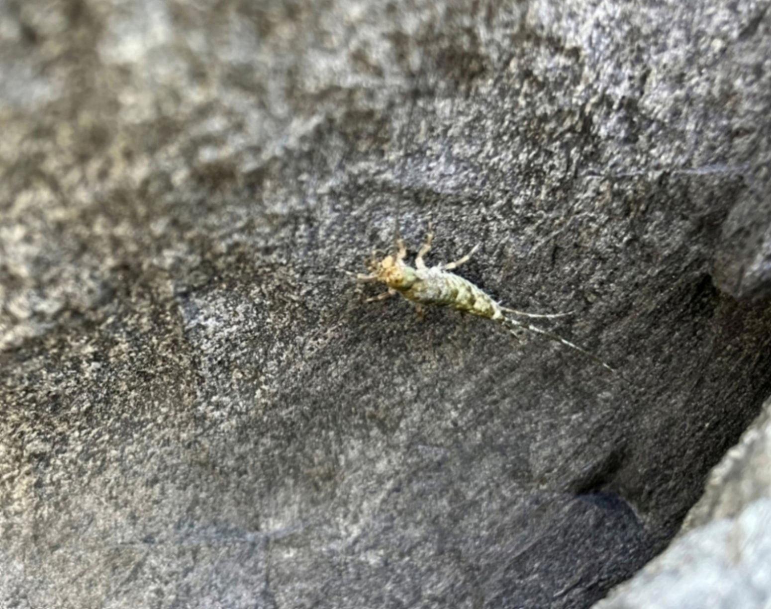 この生物は…？