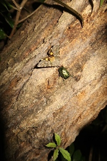 樹液に集まる虫たち