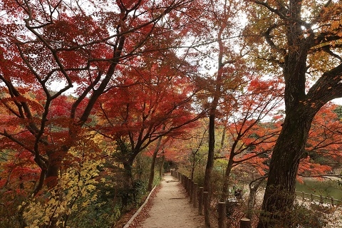 六甲山の紅葉