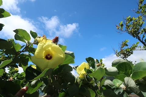 青空に映えるハマボウ