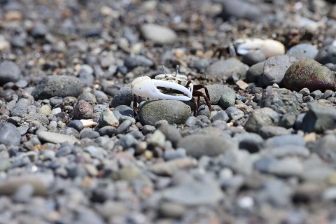 ハクセンシオマネキ