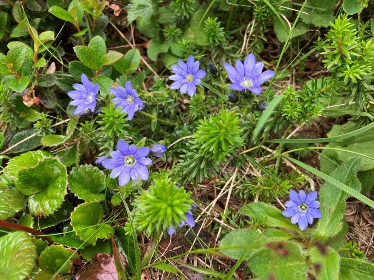 秋に山間部で目にするミヤマリンドウ
