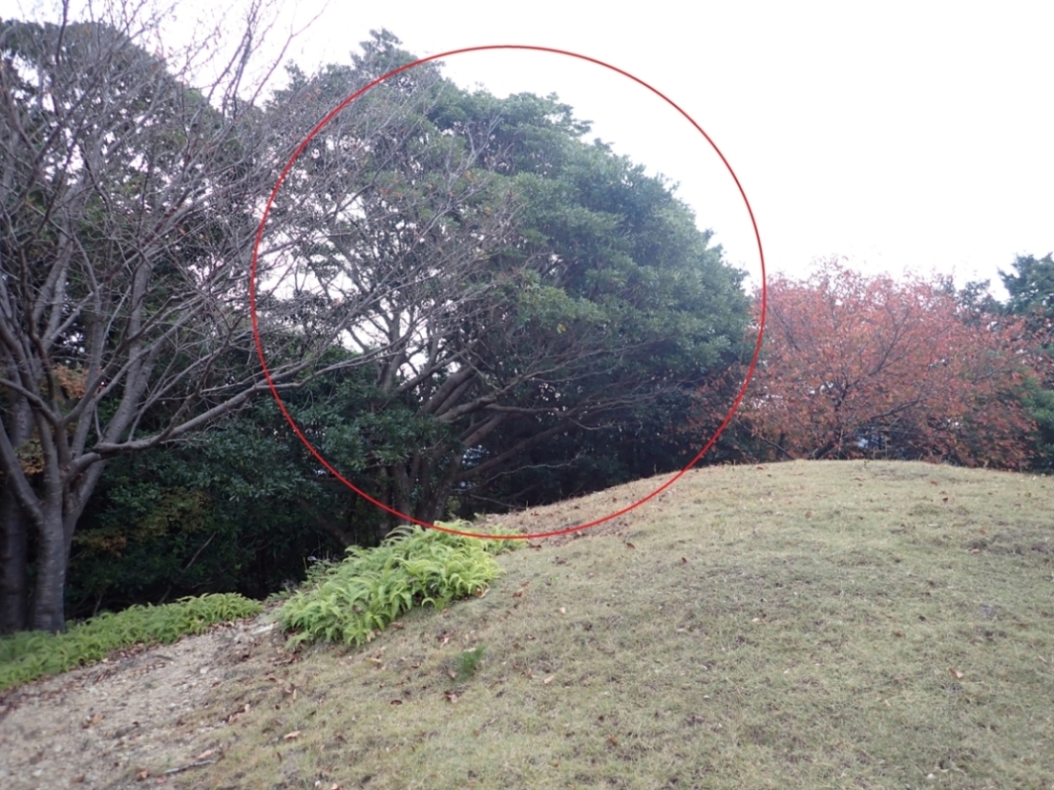 上ミ山古墳のタブノキ