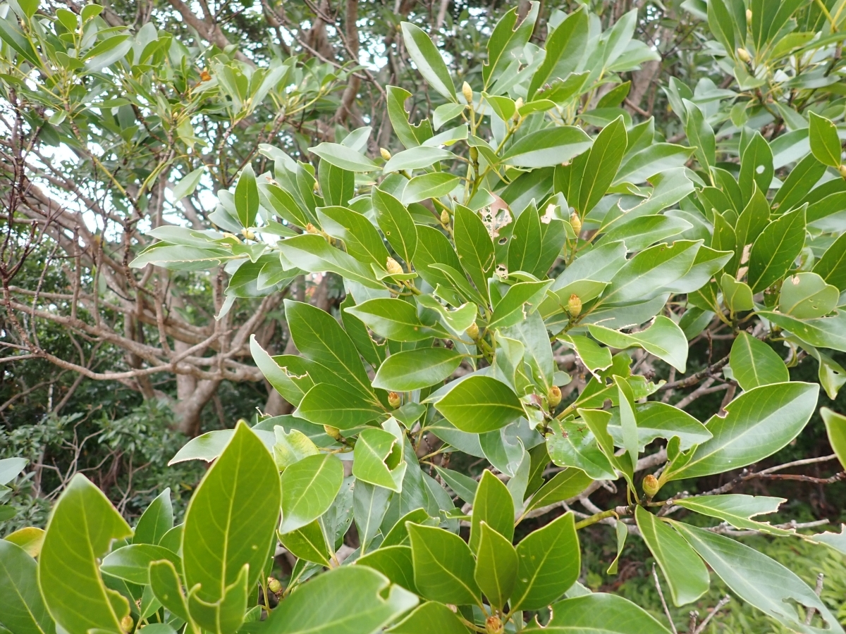 上ミ山古墳のタブノキ