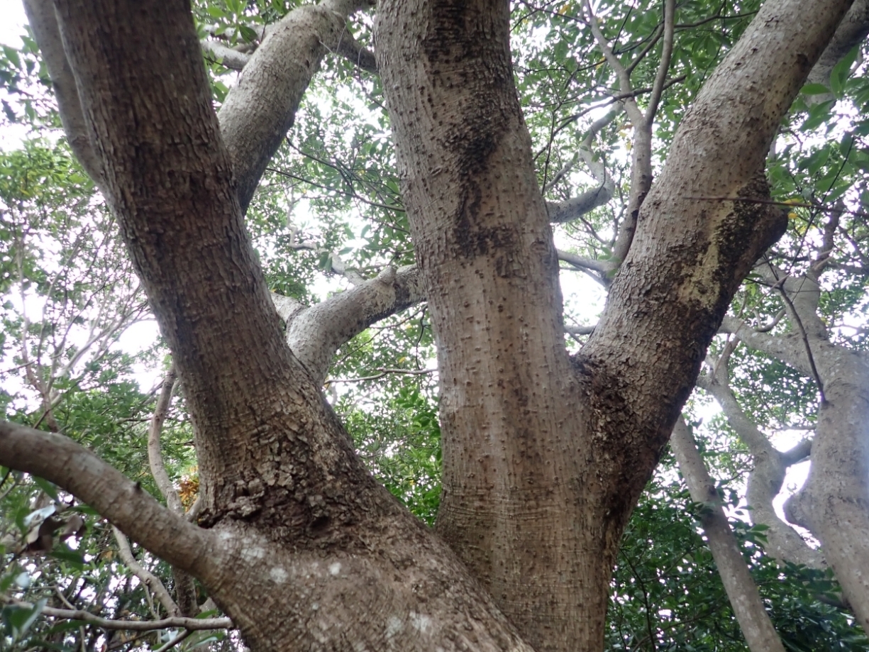 上ミ山古墳のタブノキ