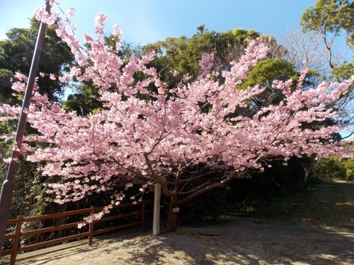 満開のカワヅザクラ