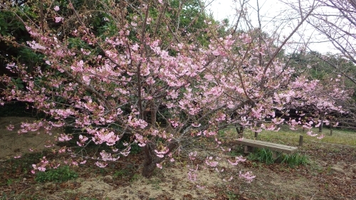 樫野崎のタイリョウザクラ