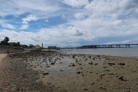 浜甲子園に広がる干潟