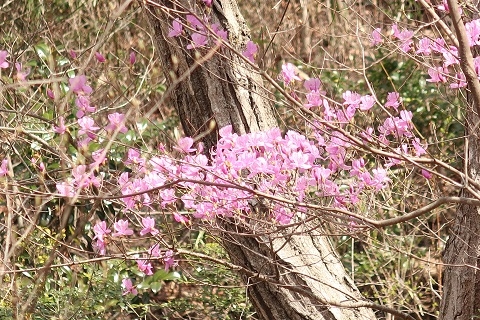 コバノミツバツツジの写真