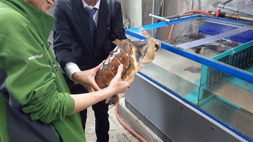 ウミガメの子供にタッチ