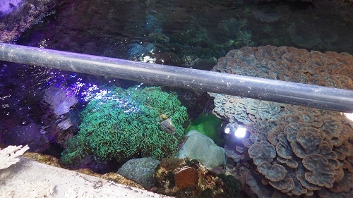 水族館のバックヤード