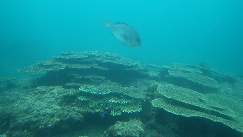 見事なテーブルサンゴが見えます