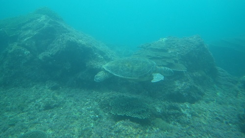 野生のアオウミガメがいました