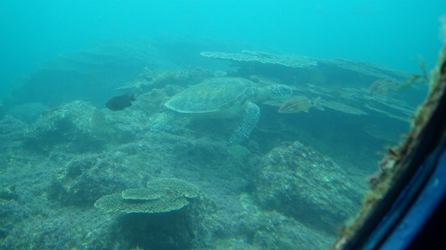 アオウミガメはどこかへ行ってしまいました