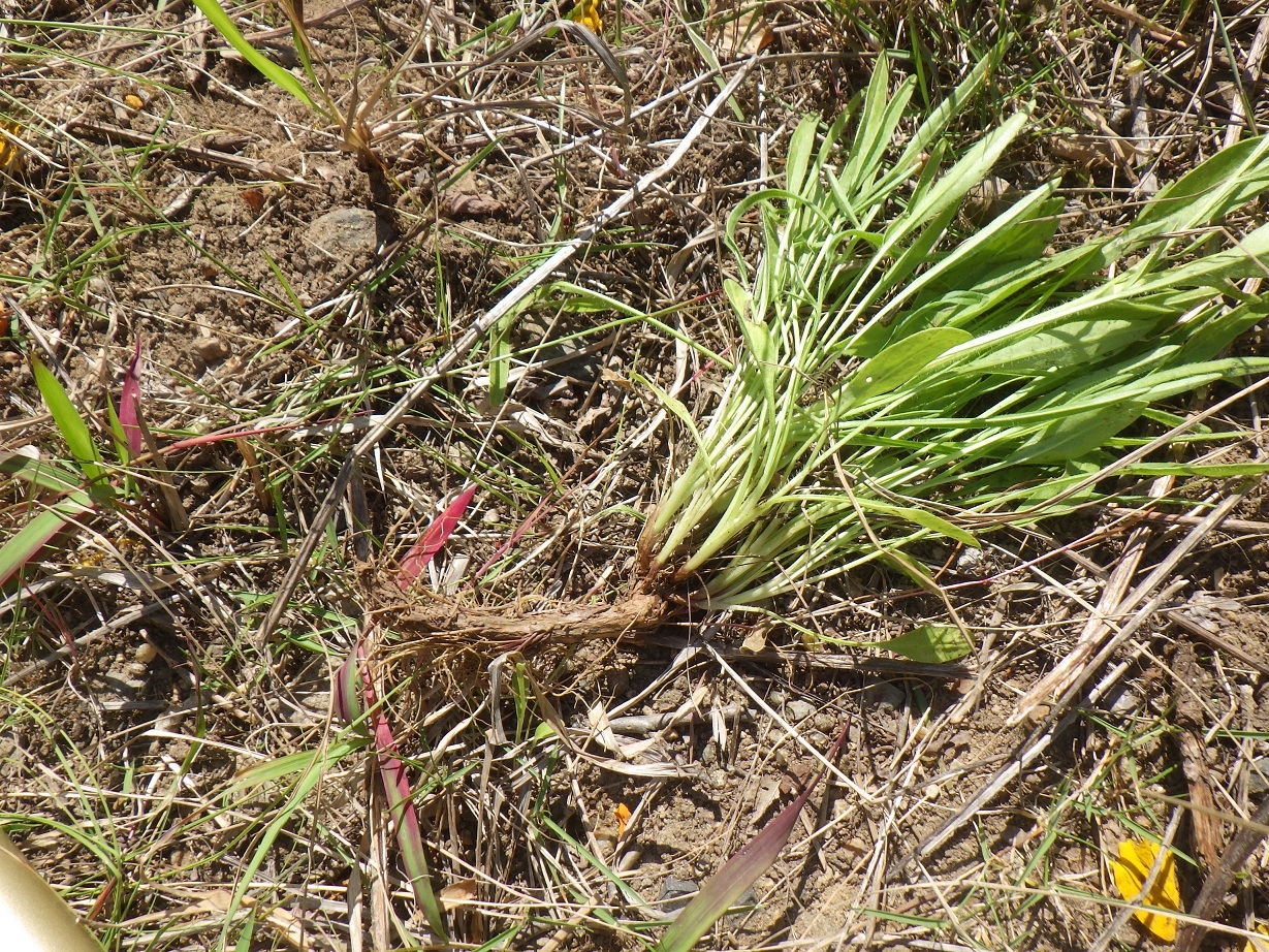 古い地下茎から多数の芽が出ています