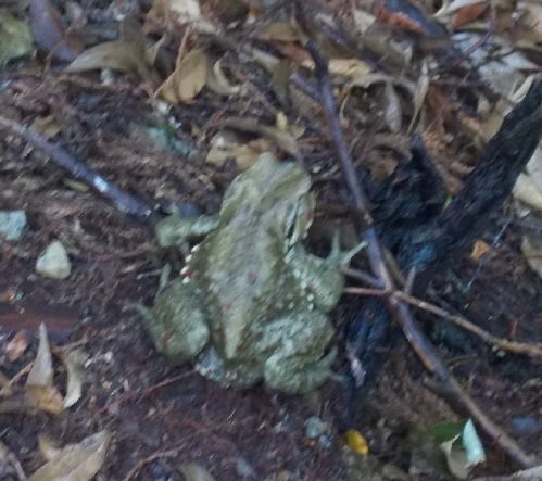 道中にはヒキガエルなどがお出迎え