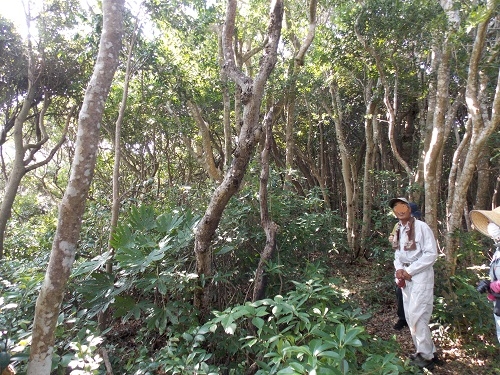 立ち枯れした木その2