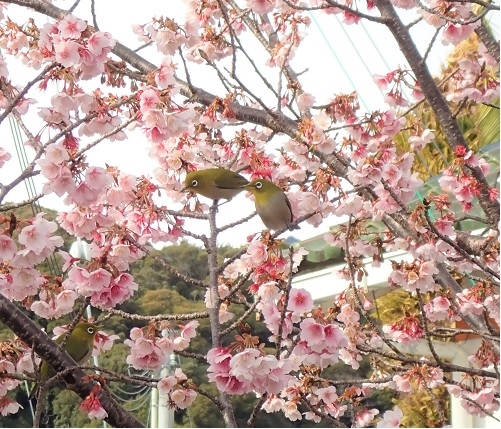 カワヅザクラとメジロ