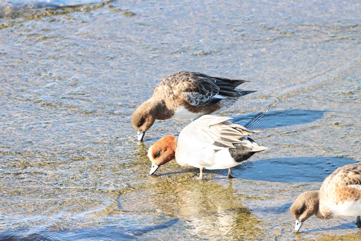 干潟でエサを探すヒドリガモの様子