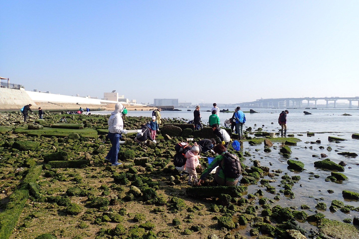 干潟で生き物探しの様子