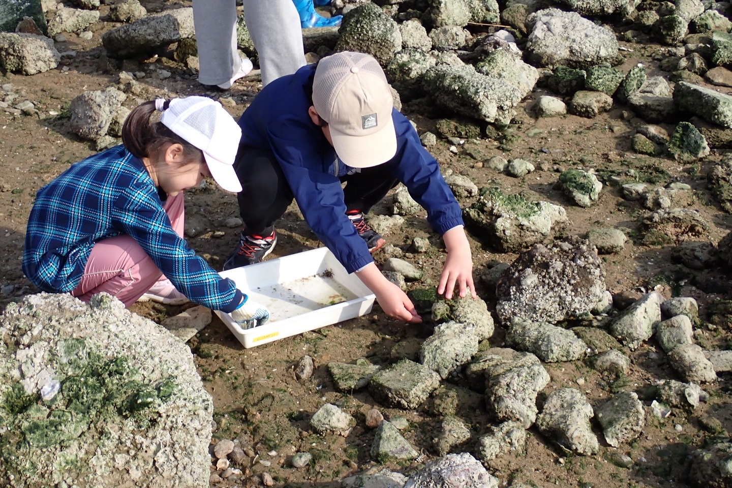 石をひっくり返す子ども