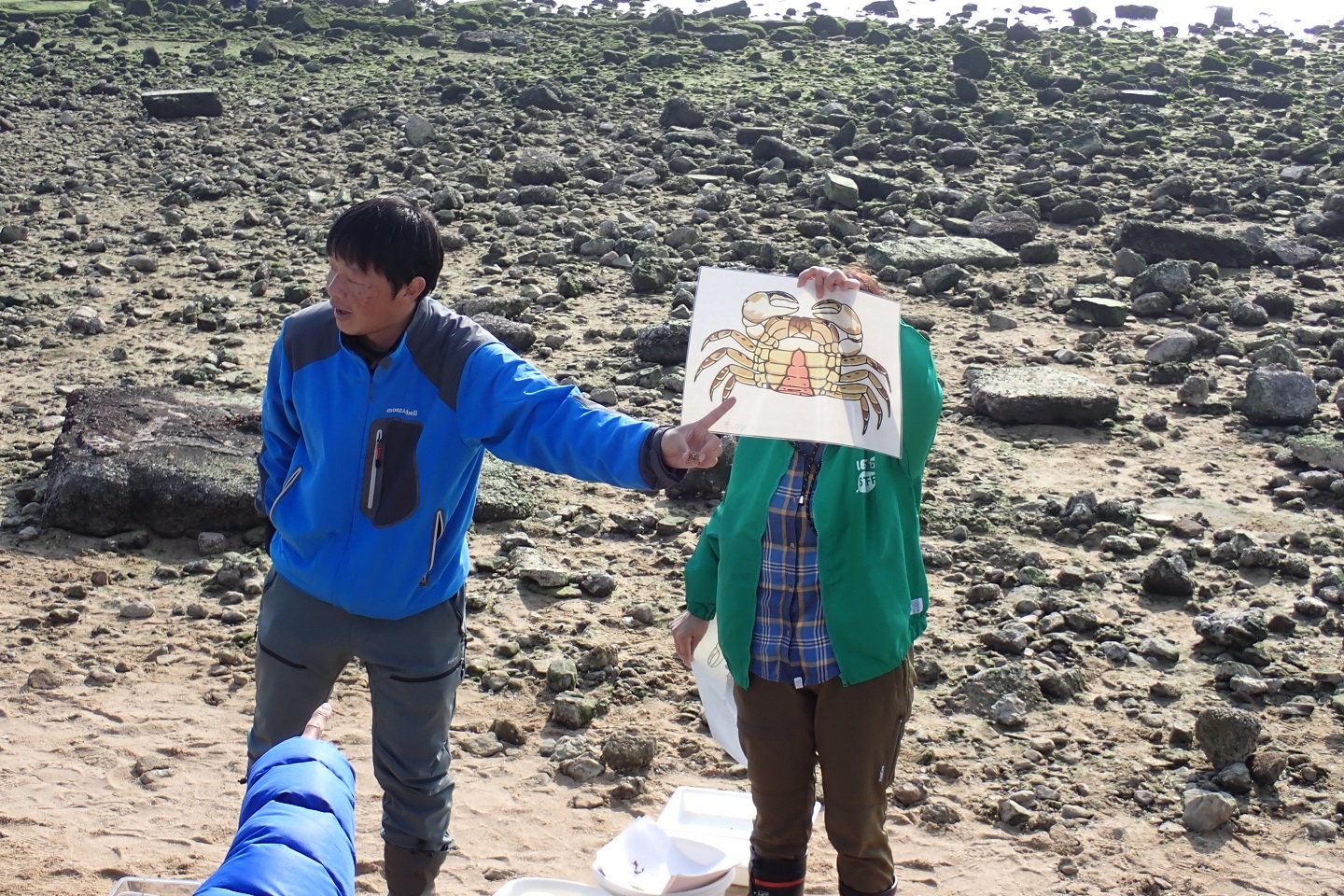 カニの雌雄について紹介