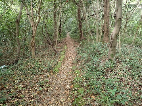 宇久井園地の遊歩道