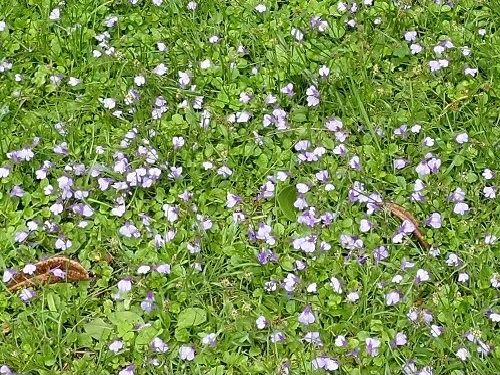 きれいなムラサキサギゴケ