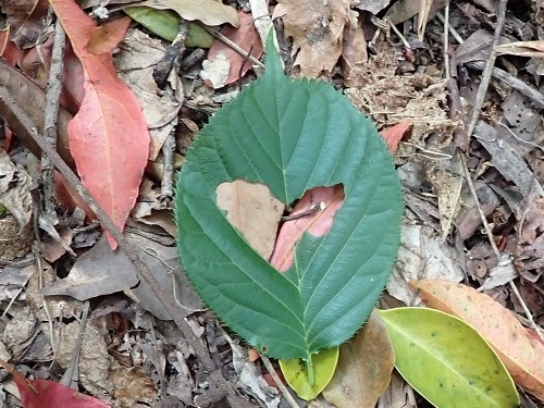 ハート型の食べあとが残った桜の葉