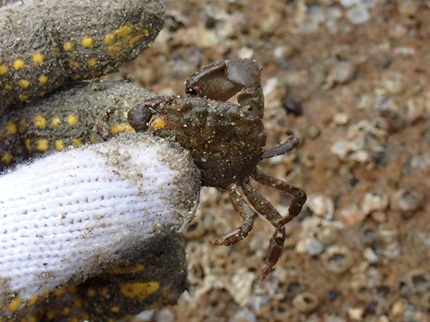 見つけた生き物カニ