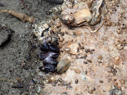 石の裏につく生き物