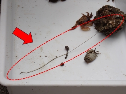 謎の生き物ヒモムシ