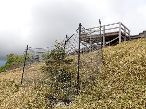 ネットで覆った幼木