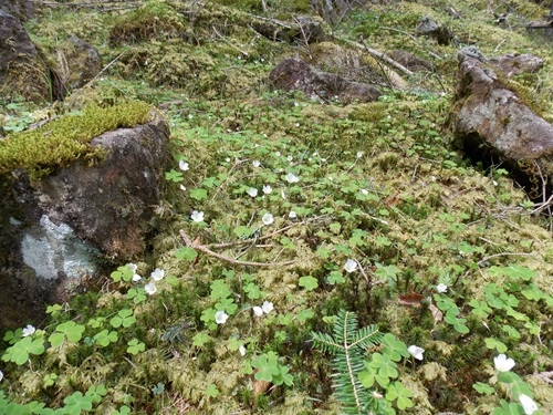 コミヤマカタバミの花