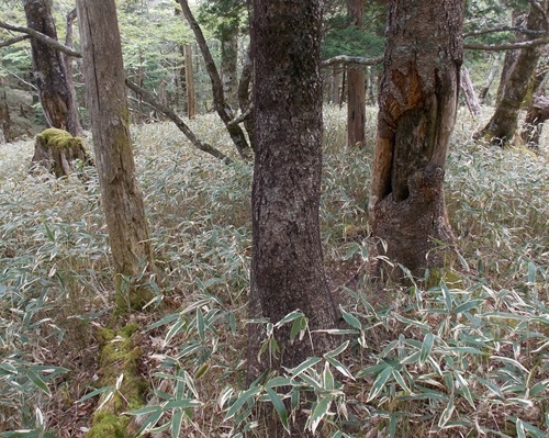 成木の株元に樹脂ネット