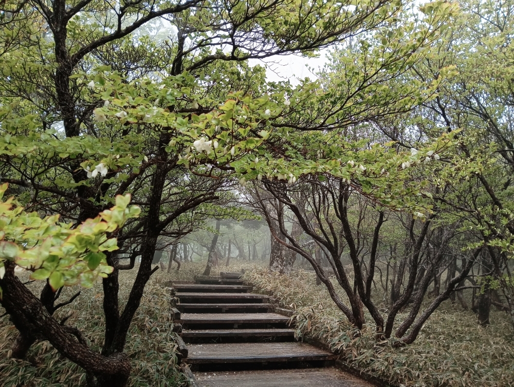 正木峠のシロヤシオ