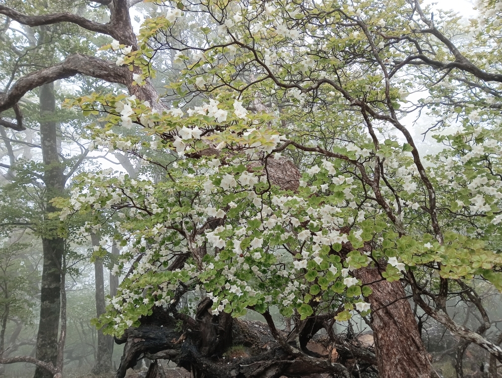 シオカラ谷のシロヤシオ