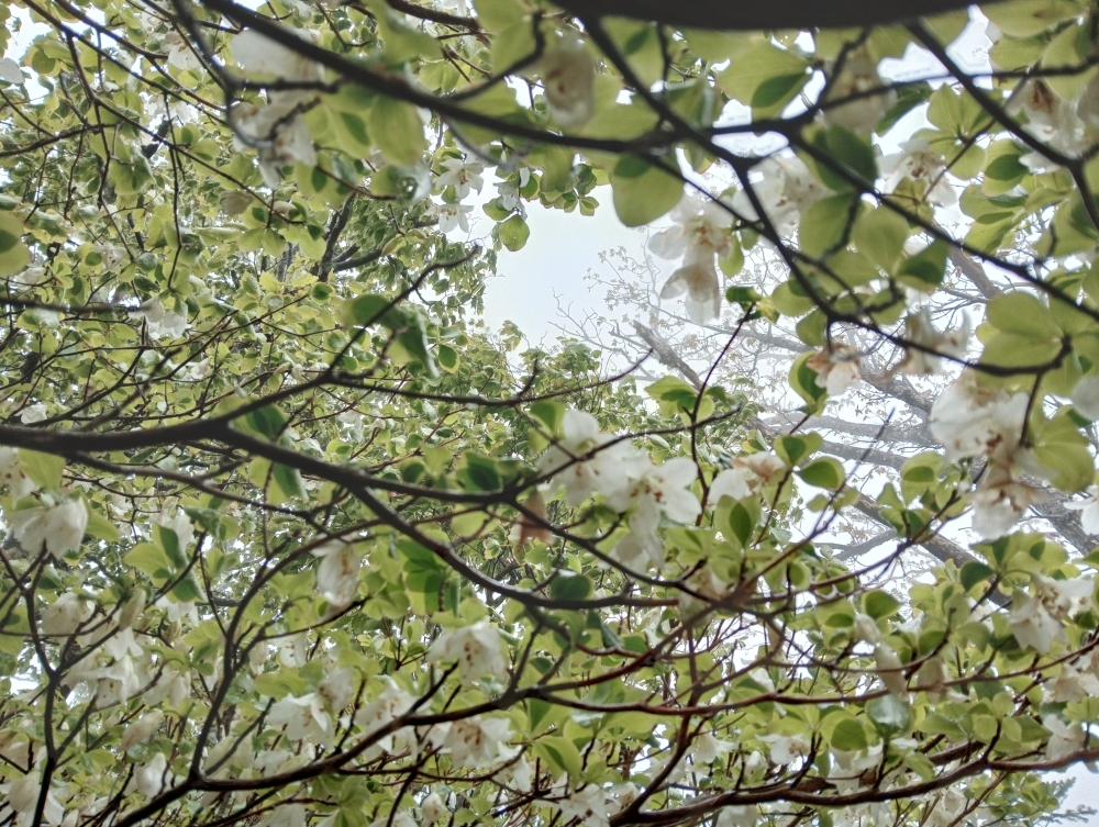 シオカラ谷のシロヤシオ