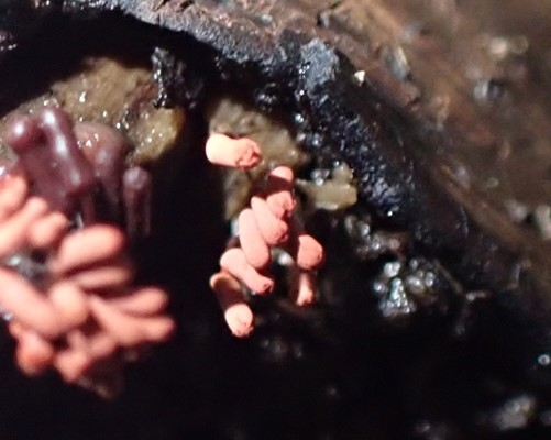 粘菌のアップ１