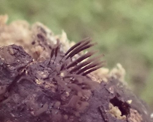 粘菌のアップ２