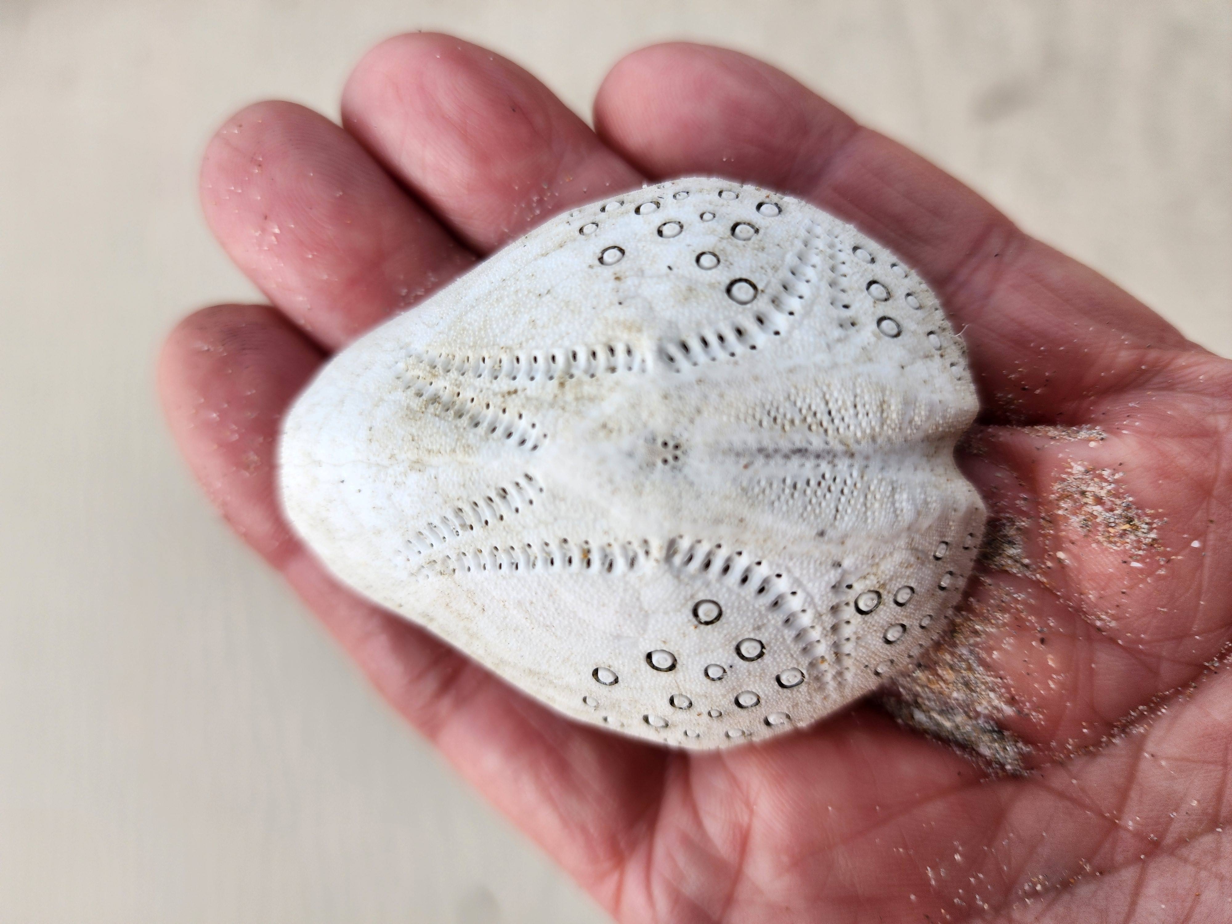 オカメブンブクの殻